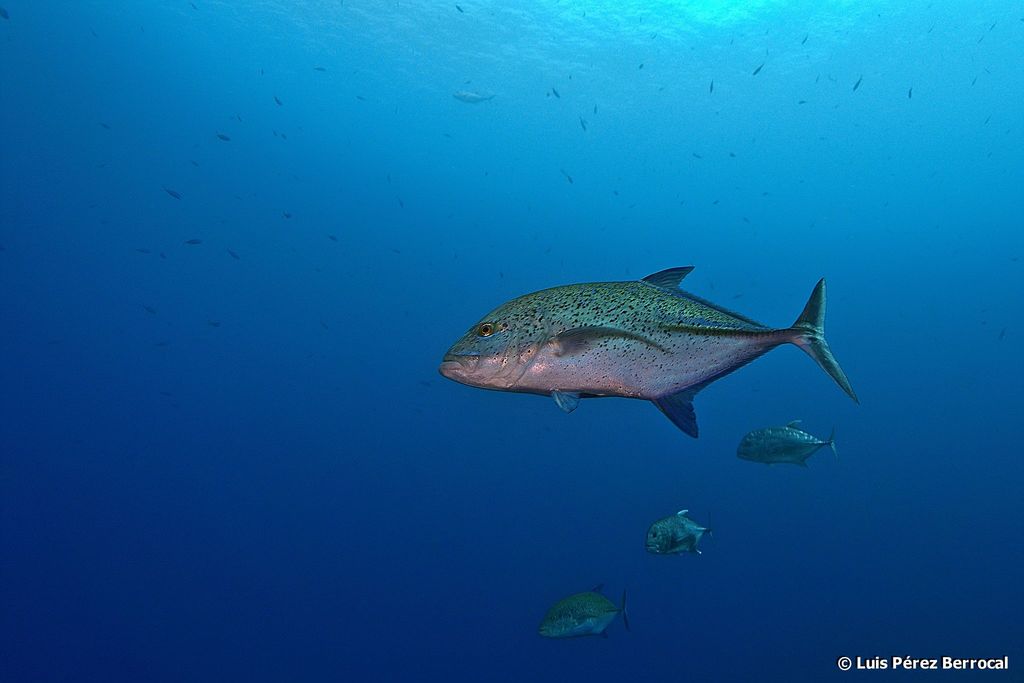Carangue bleue