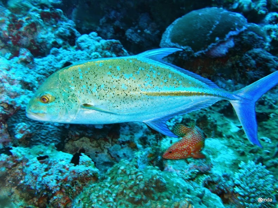 Carangue bleue