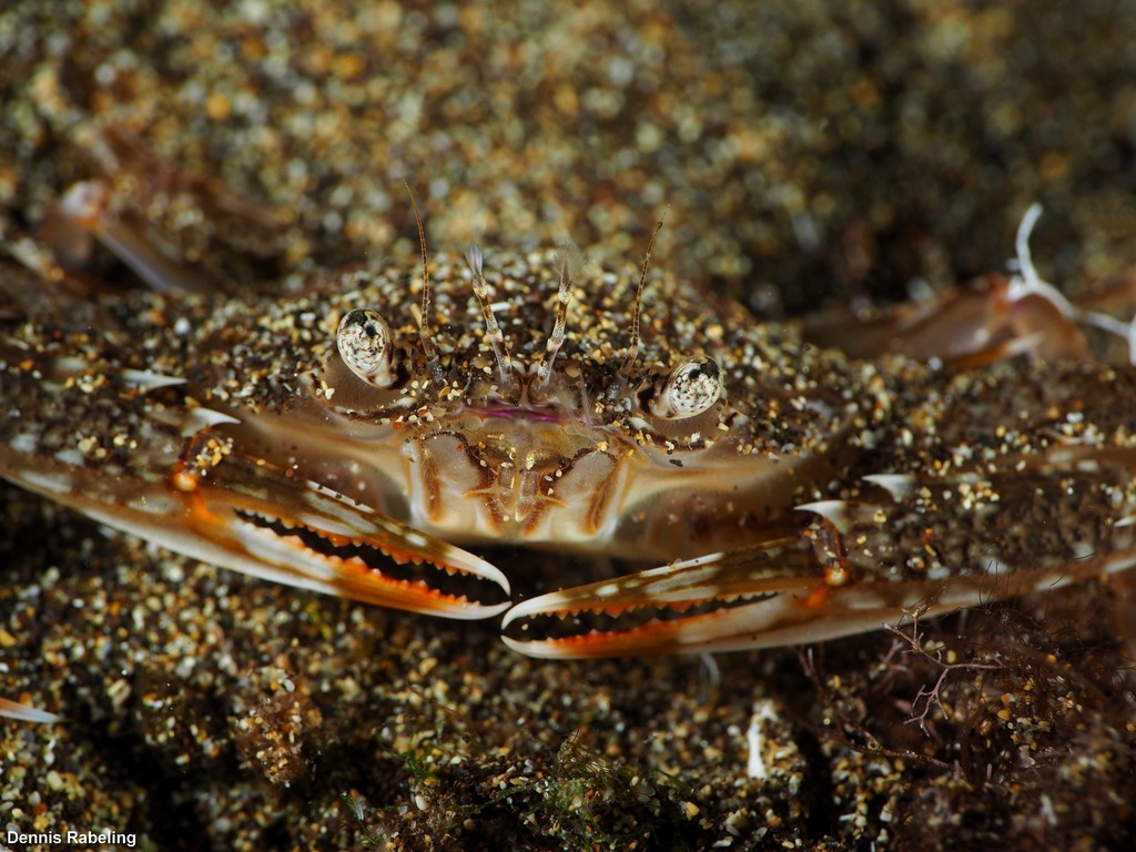 Lancer Swimcrab