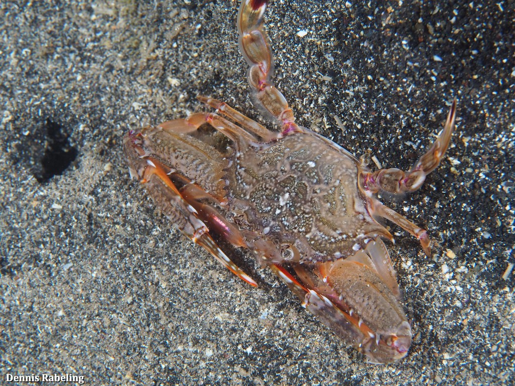Lancer Swimcrab