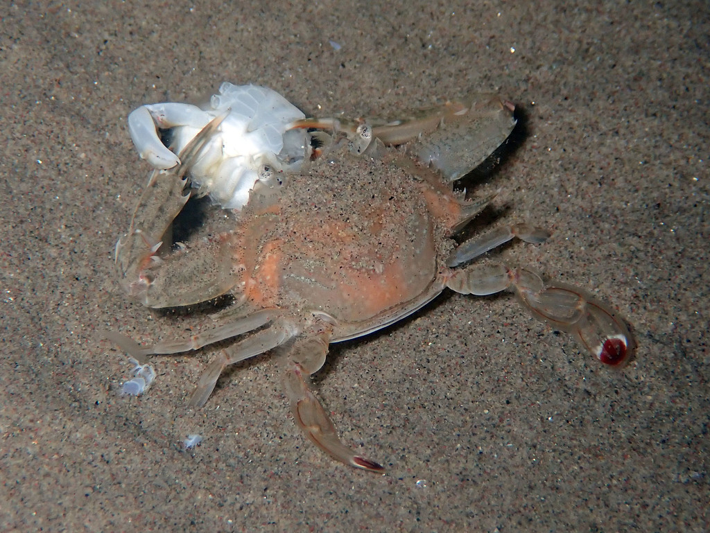 Lancer Swimcrab