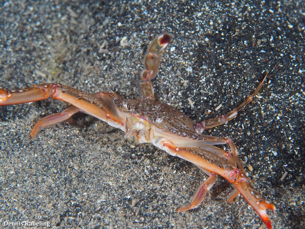 Lancer Swimcrab