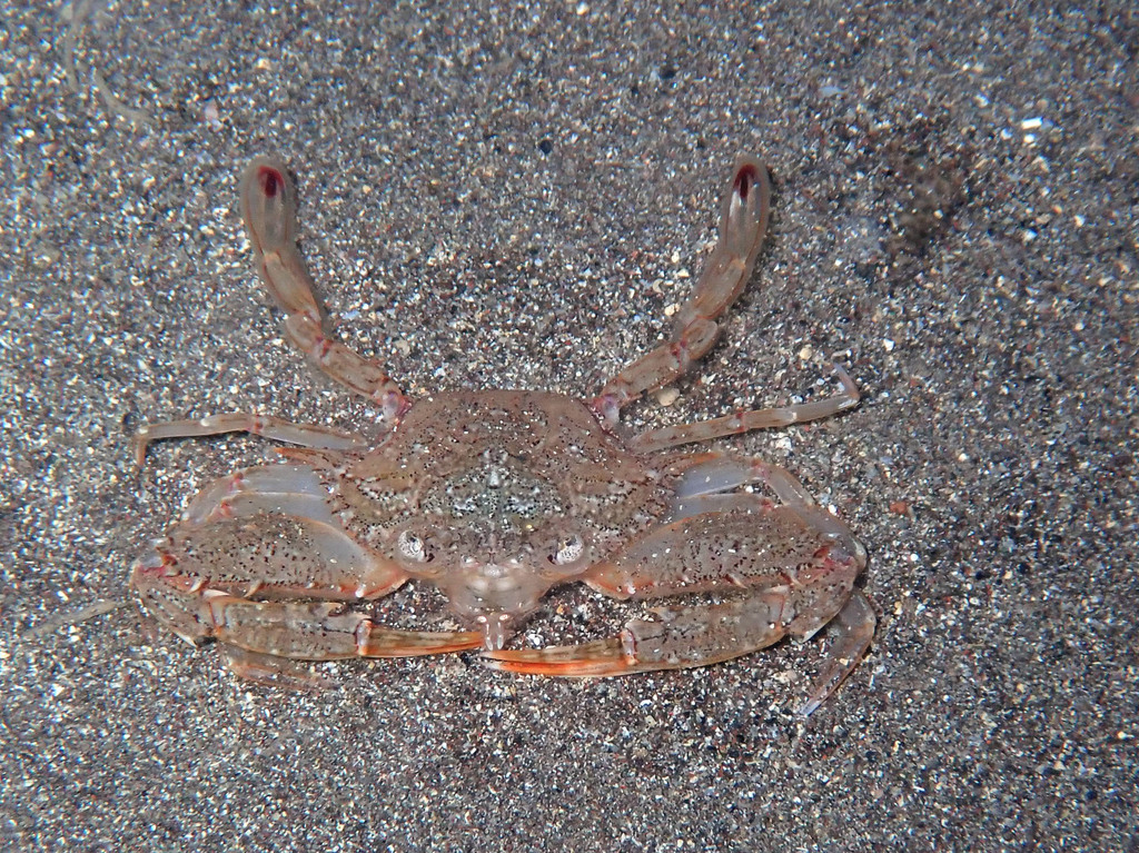 Lancer Swimcrab