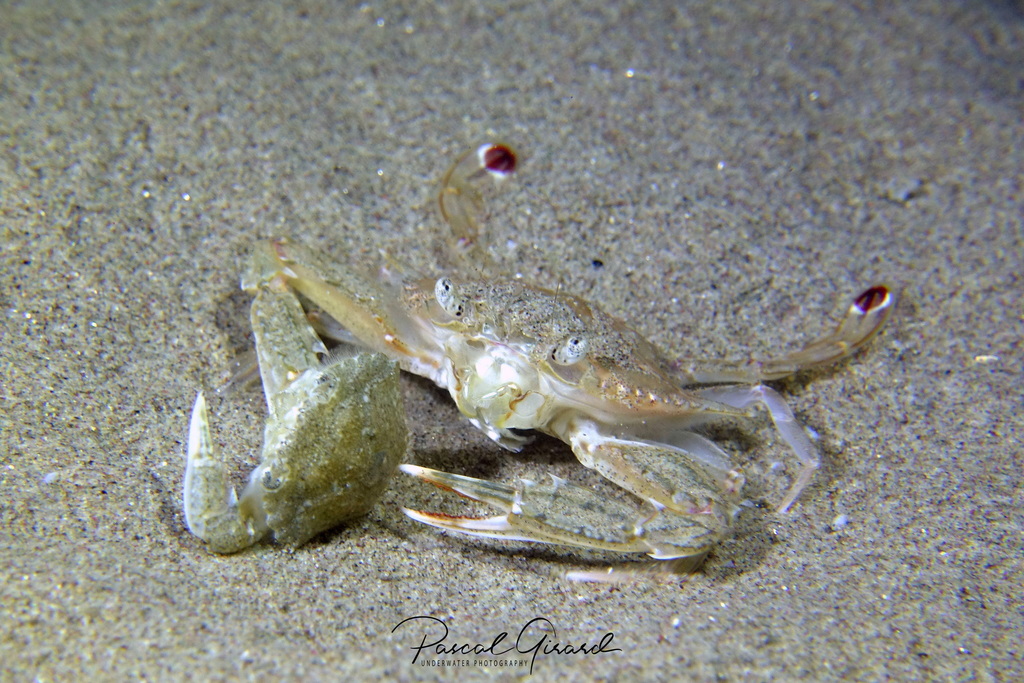 Lancer swimcrab