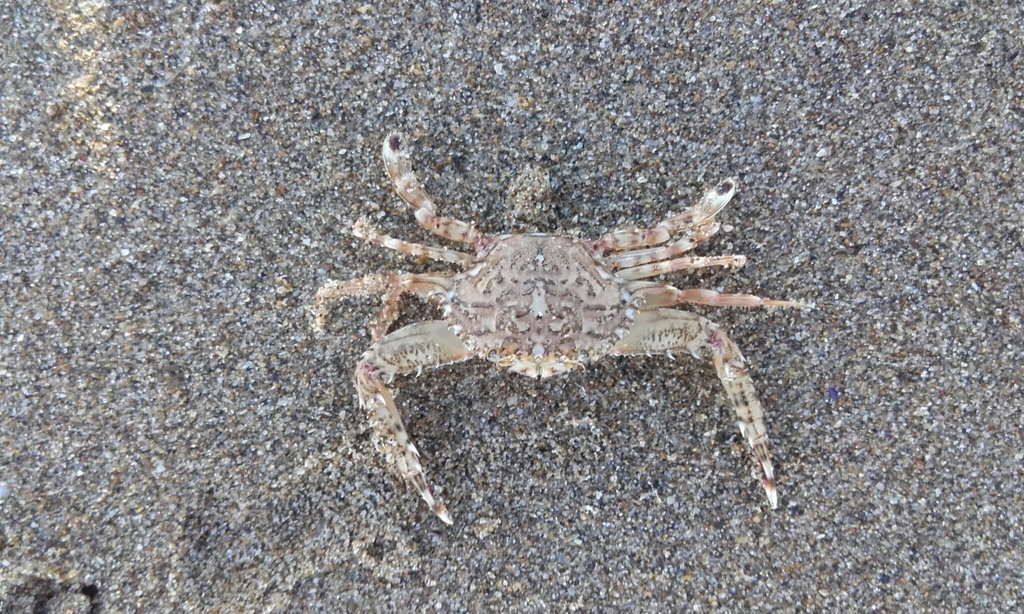 Lancer Swimcrab