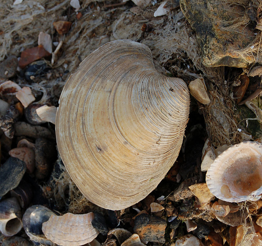 Northern Quahog