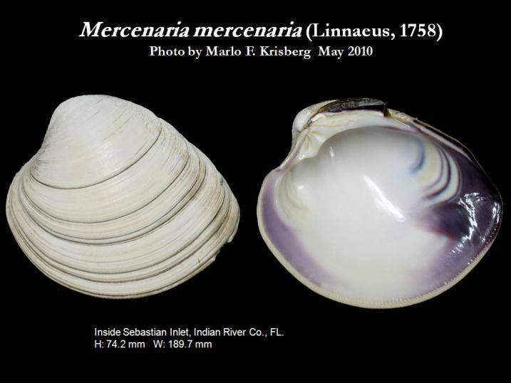 Palourde américaine