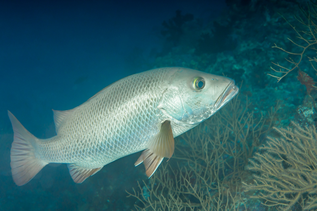 Mangrove Red Snapper