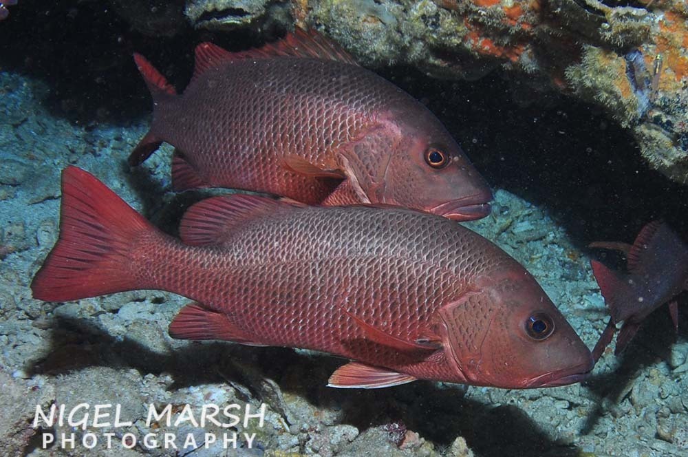 Mangrove Red Snapper