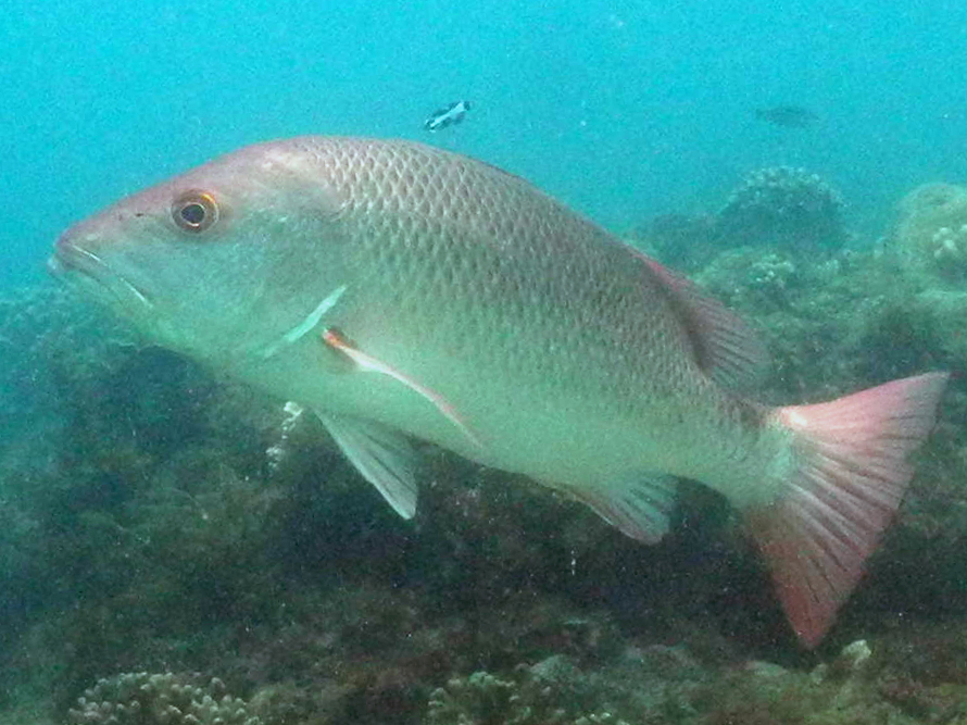 Mangrove Red Snapper