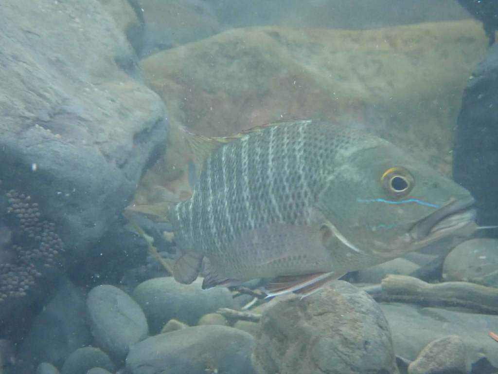 Mangrove Red Snapper