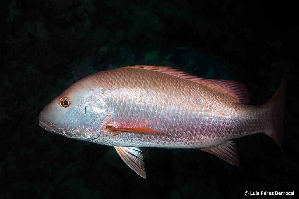 Mangrove Red Snapper