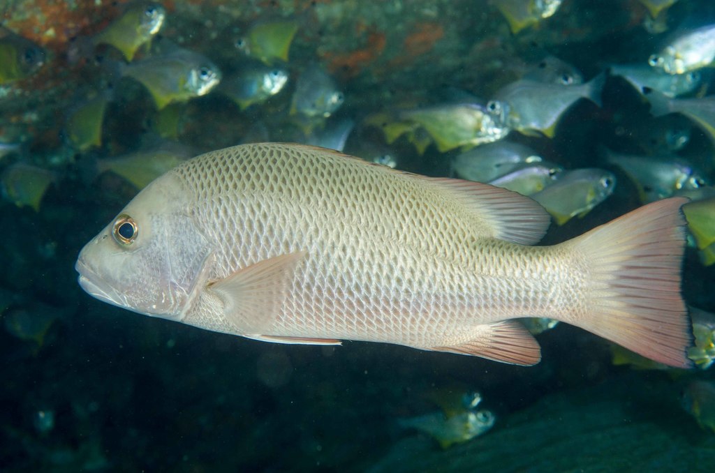 Mangrove Red Snapper