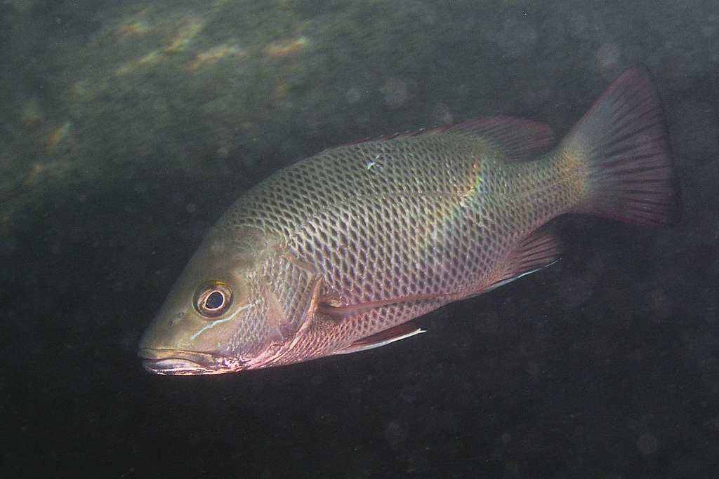 Mangrove Red Snapper