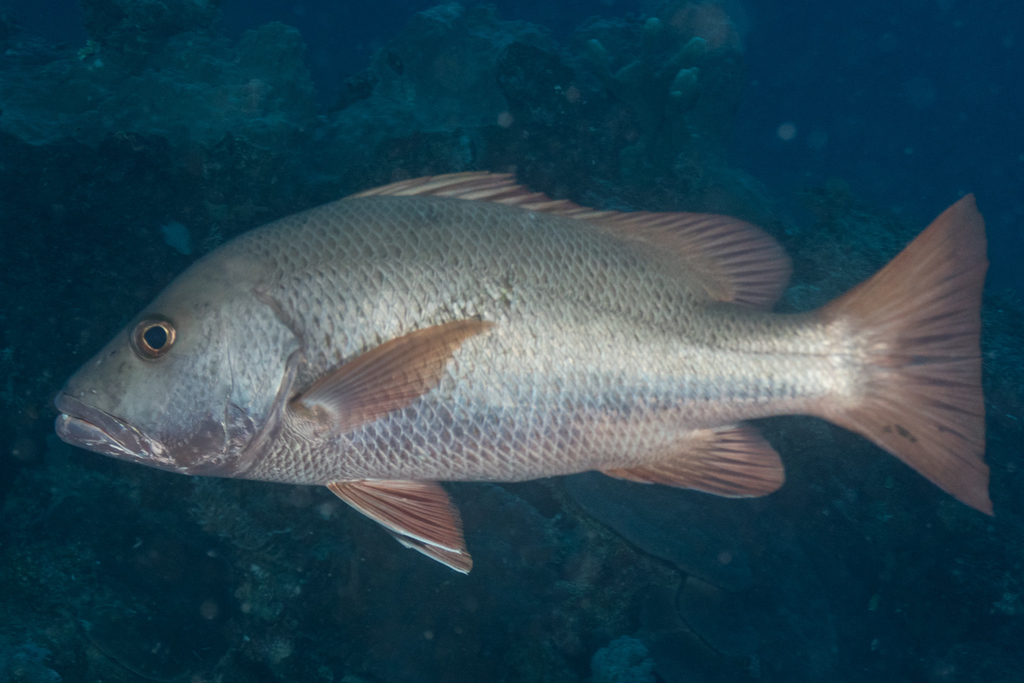 Mangrove Red Snapper