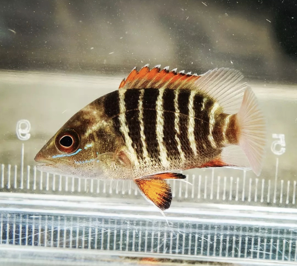 Mangrove Red Snapper