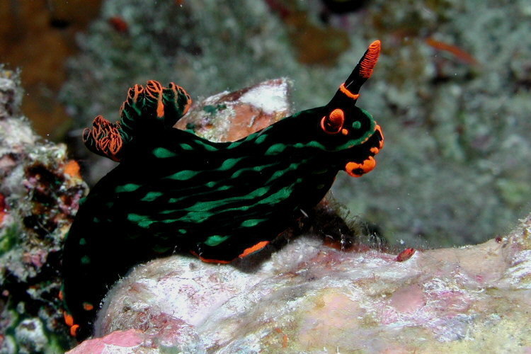 Nembrotha de Kubary