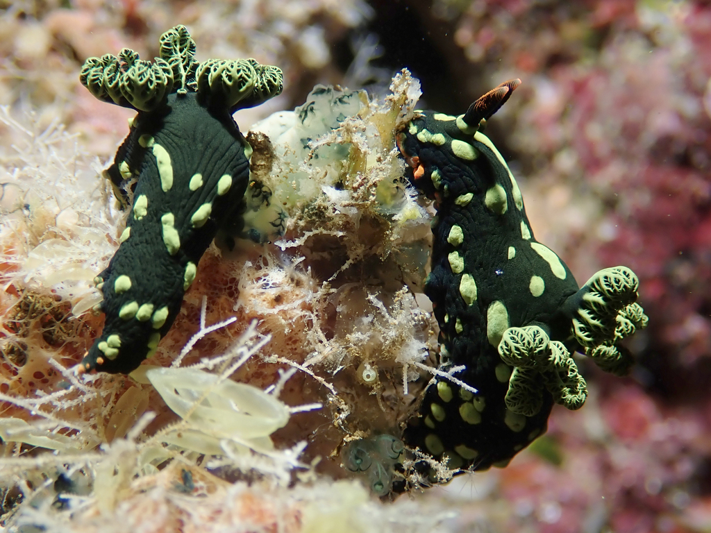 Nembrotha de Kubary