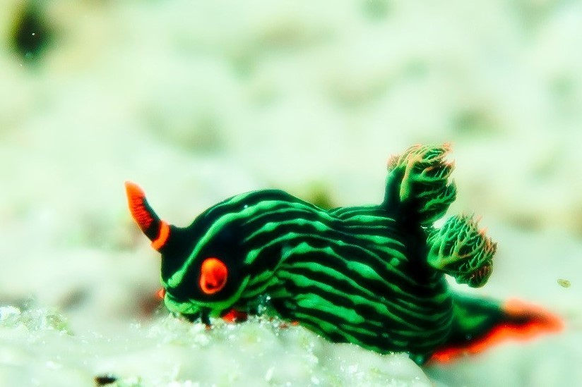 Nembrotha de Kubary