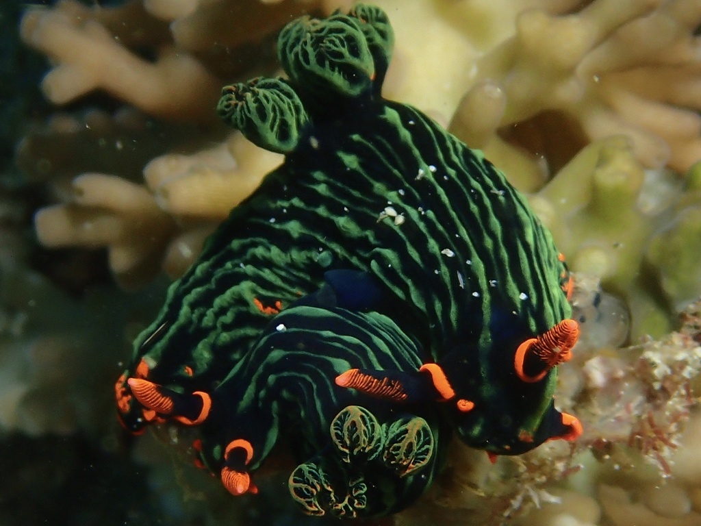 Nembrotha de Kubary