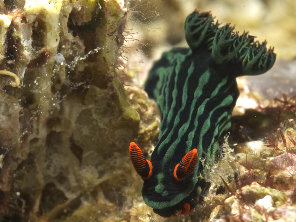 Nembrotha de Kubary