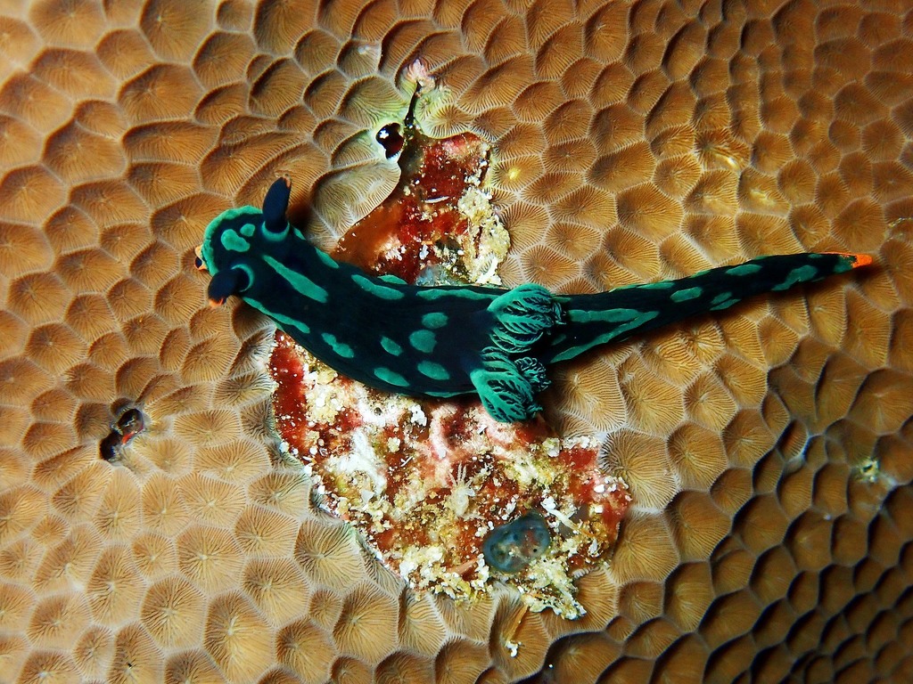 Nembrotha de Kubary
