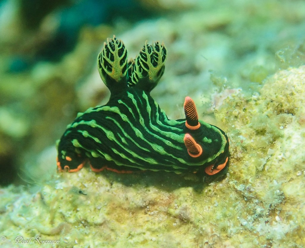 Nembrotha de Kubary