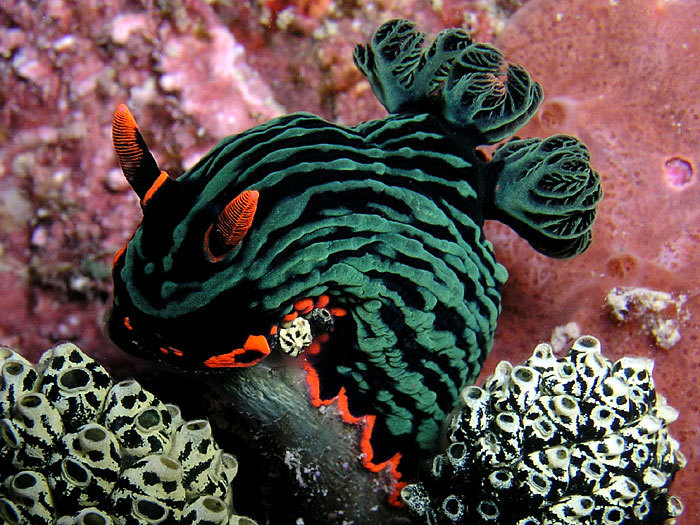 Dusky Nembrotha