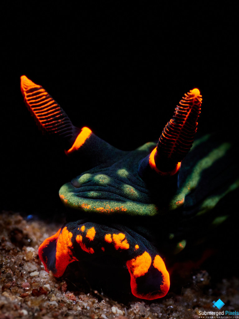 Nembrotha de Kubary