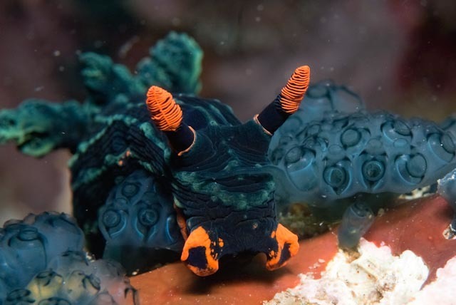 Nembrotha de Kubary