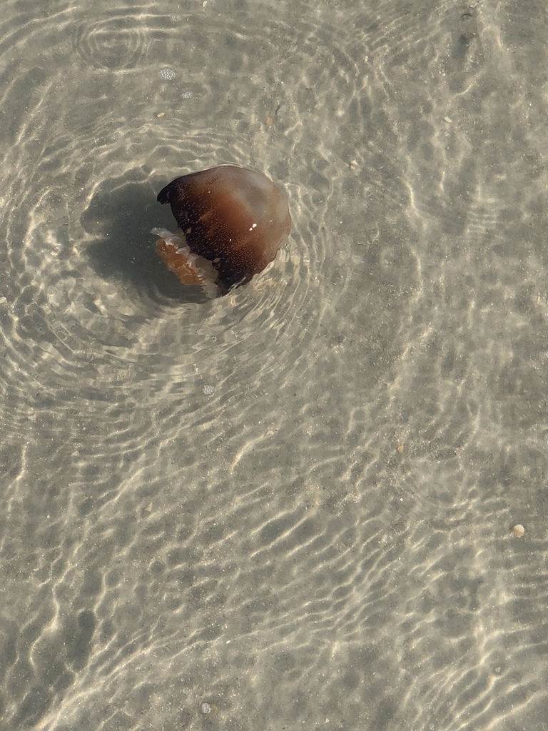 Cannonball Jelly