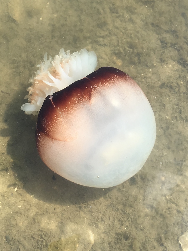 Cannonball Jelly