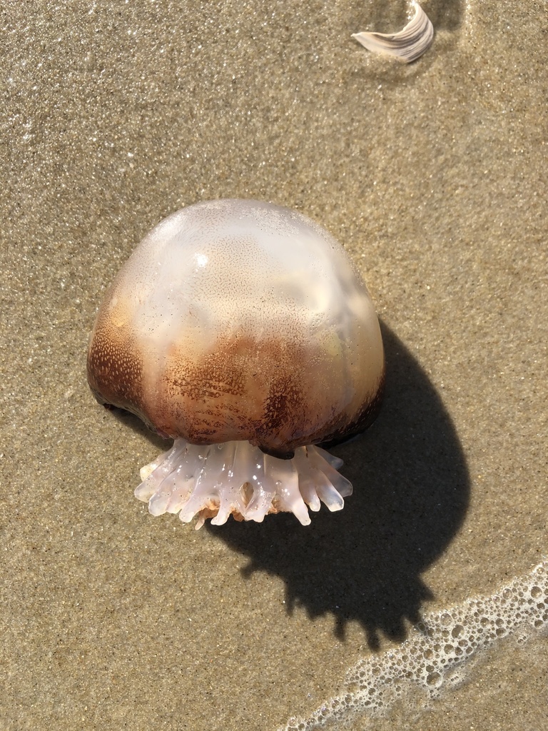 Cannonball Jelly