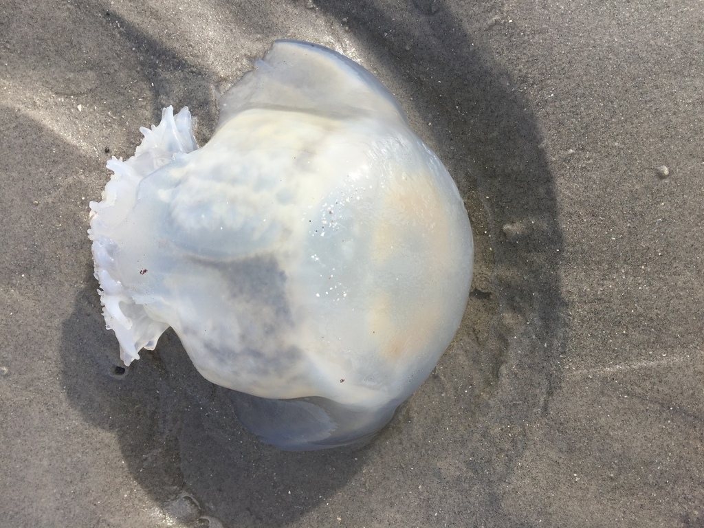 Cannonball Jelly