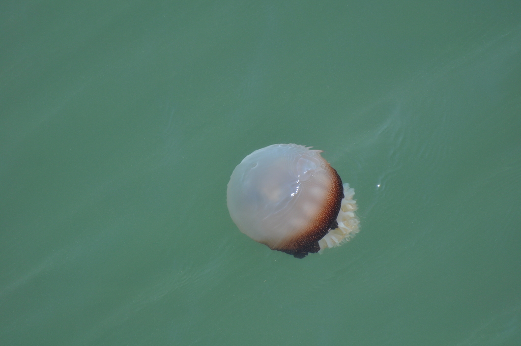 Cannonball Jelly