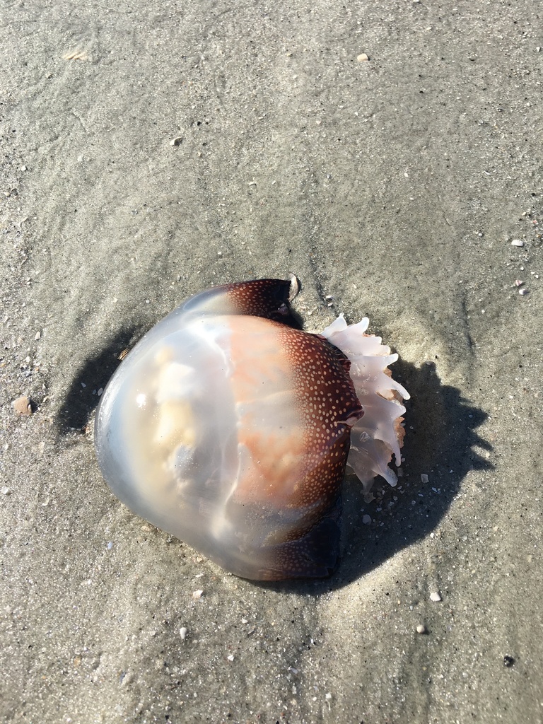 Cannonball Jelly
