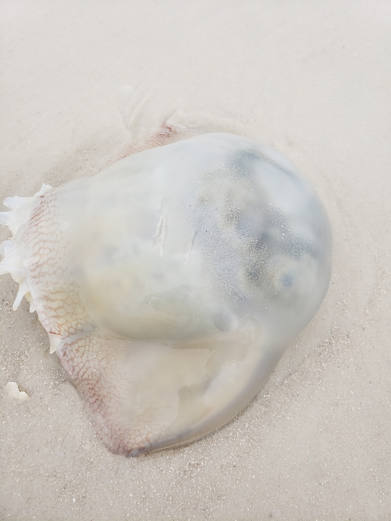 Cannonball Jelly