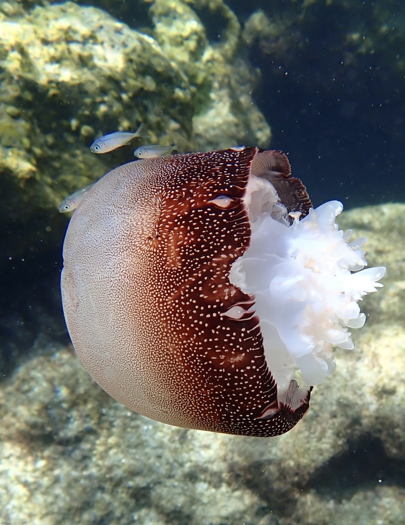 Cannonball Jelly