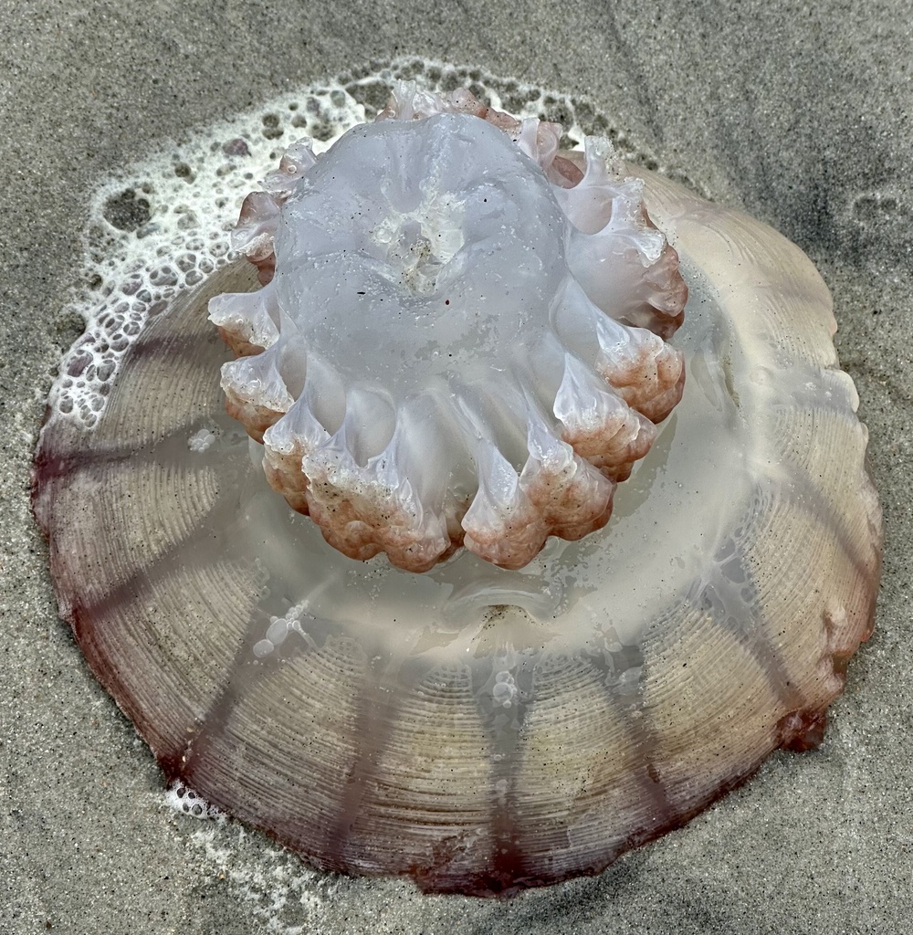 Cannonball Jelly