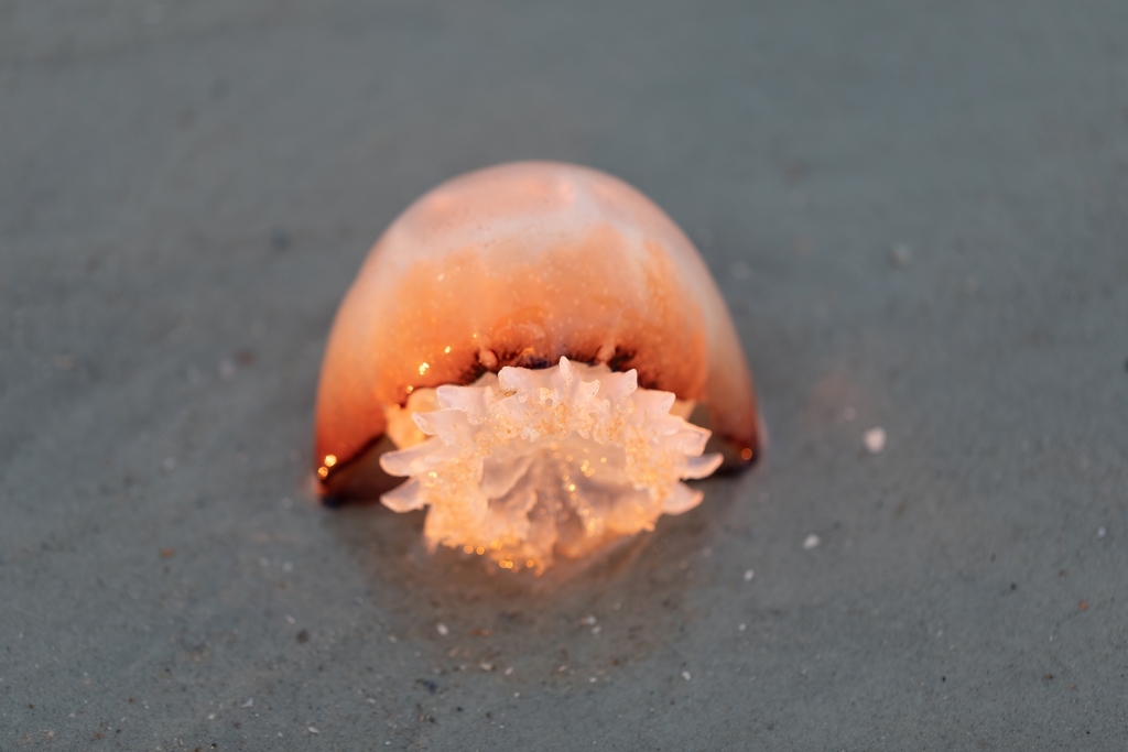 Cannonball Jelly