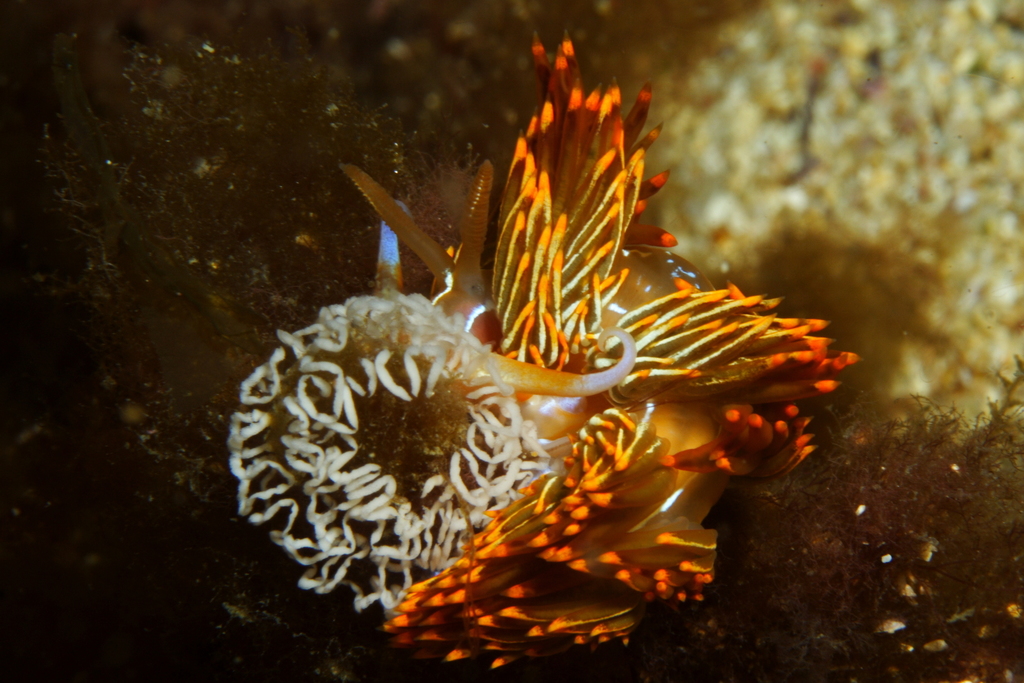 Godive de Banyuls