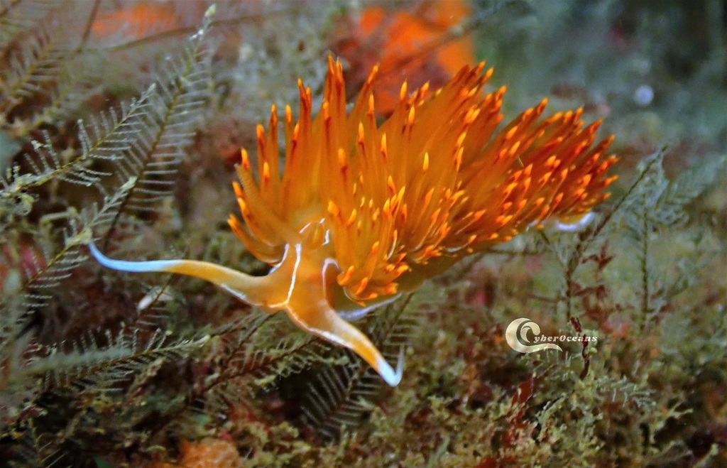 Godive de Banyuls
