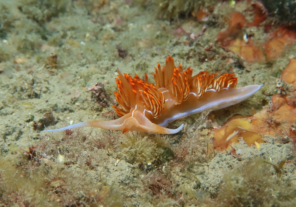 Godive de Banyuls