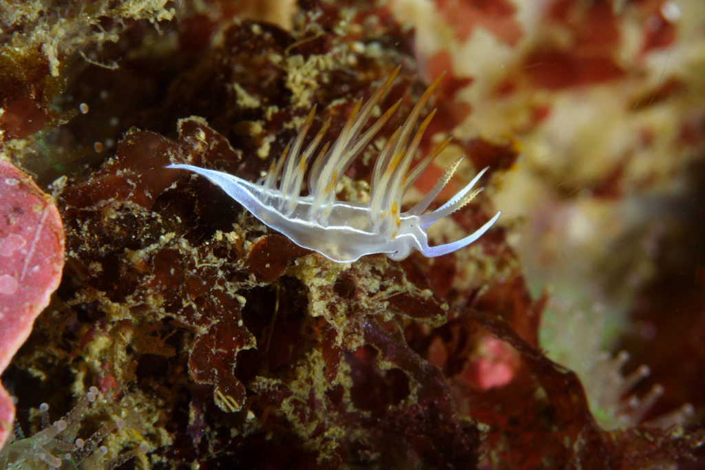 Godive de Banyuls