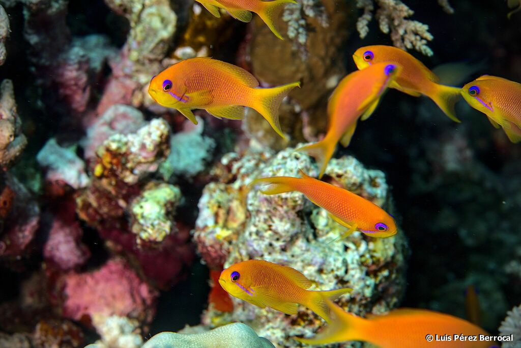 Anthias à queue de lyre