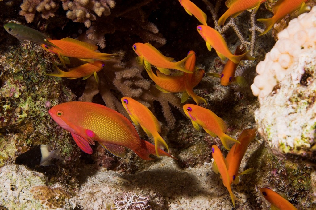 Anthias à queue de lyre