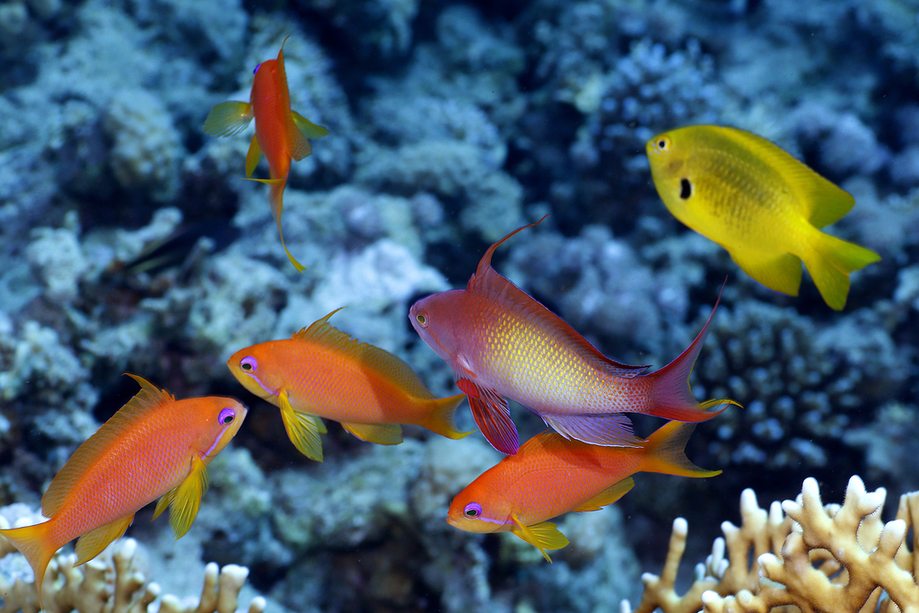 Anthias à queue de lyre
