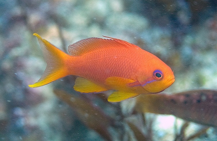 Anthias à queue de lyre
