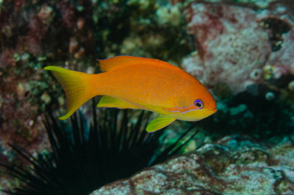 Anthias à queue de lyre