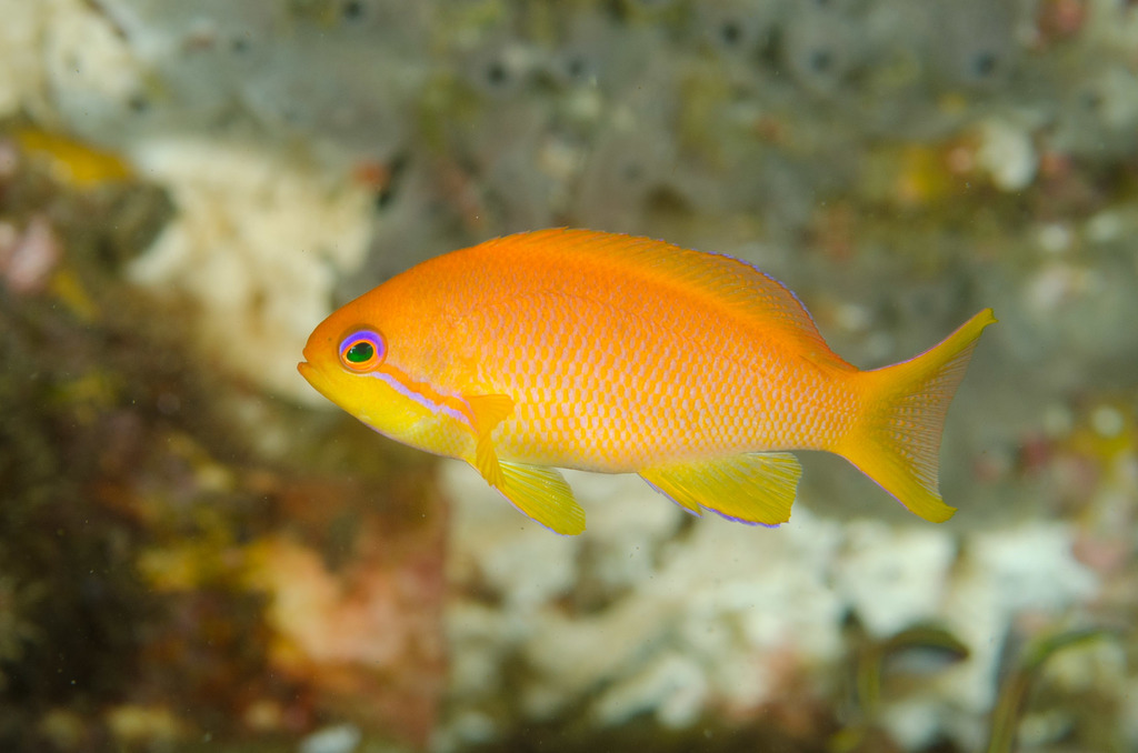 Anthias à queue de lyre